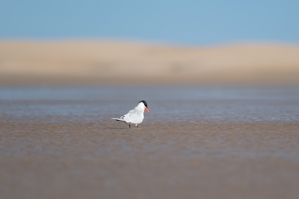 Caspian Tern - ML646684606