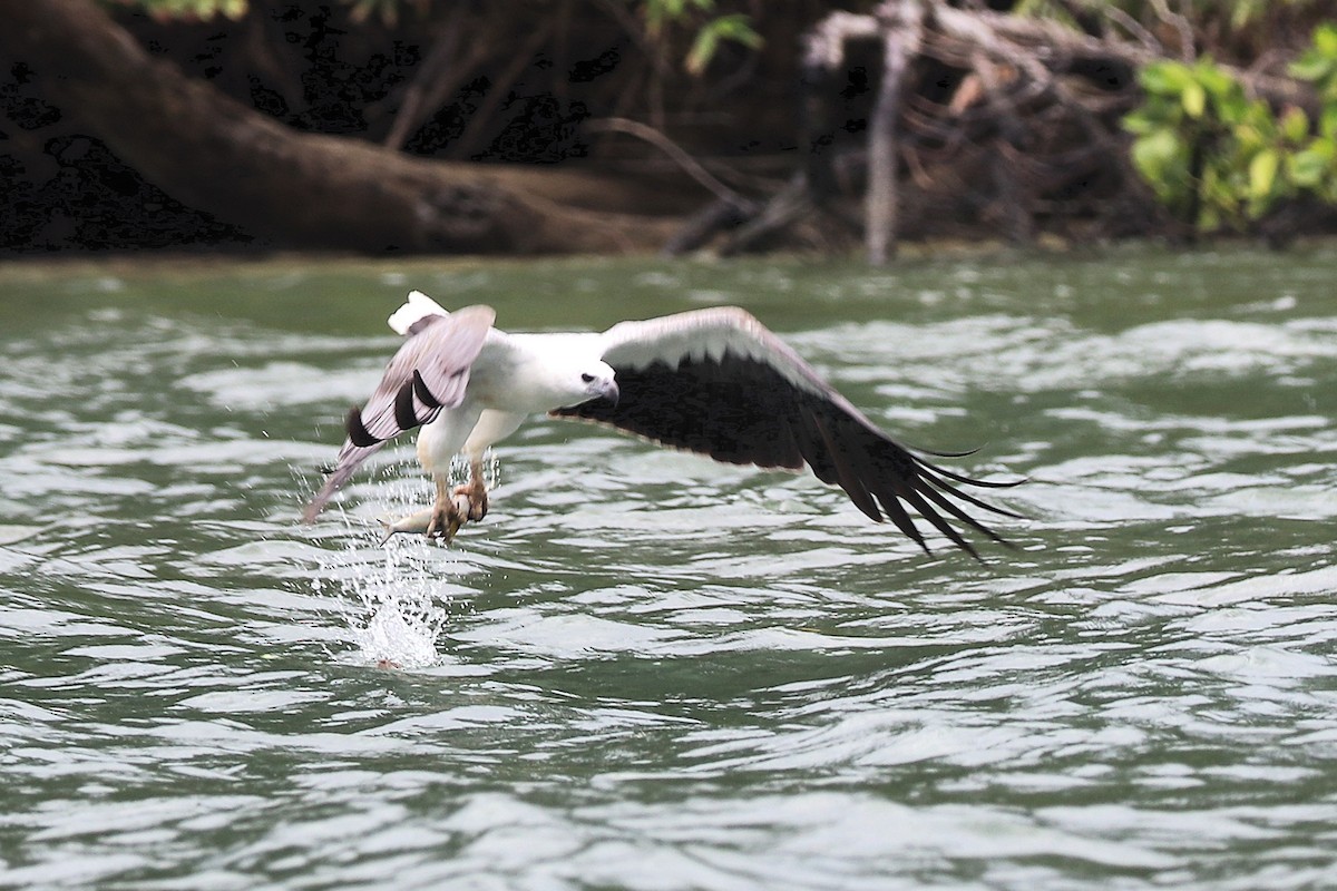 White-bellied Sea-Eagle - ML646684607