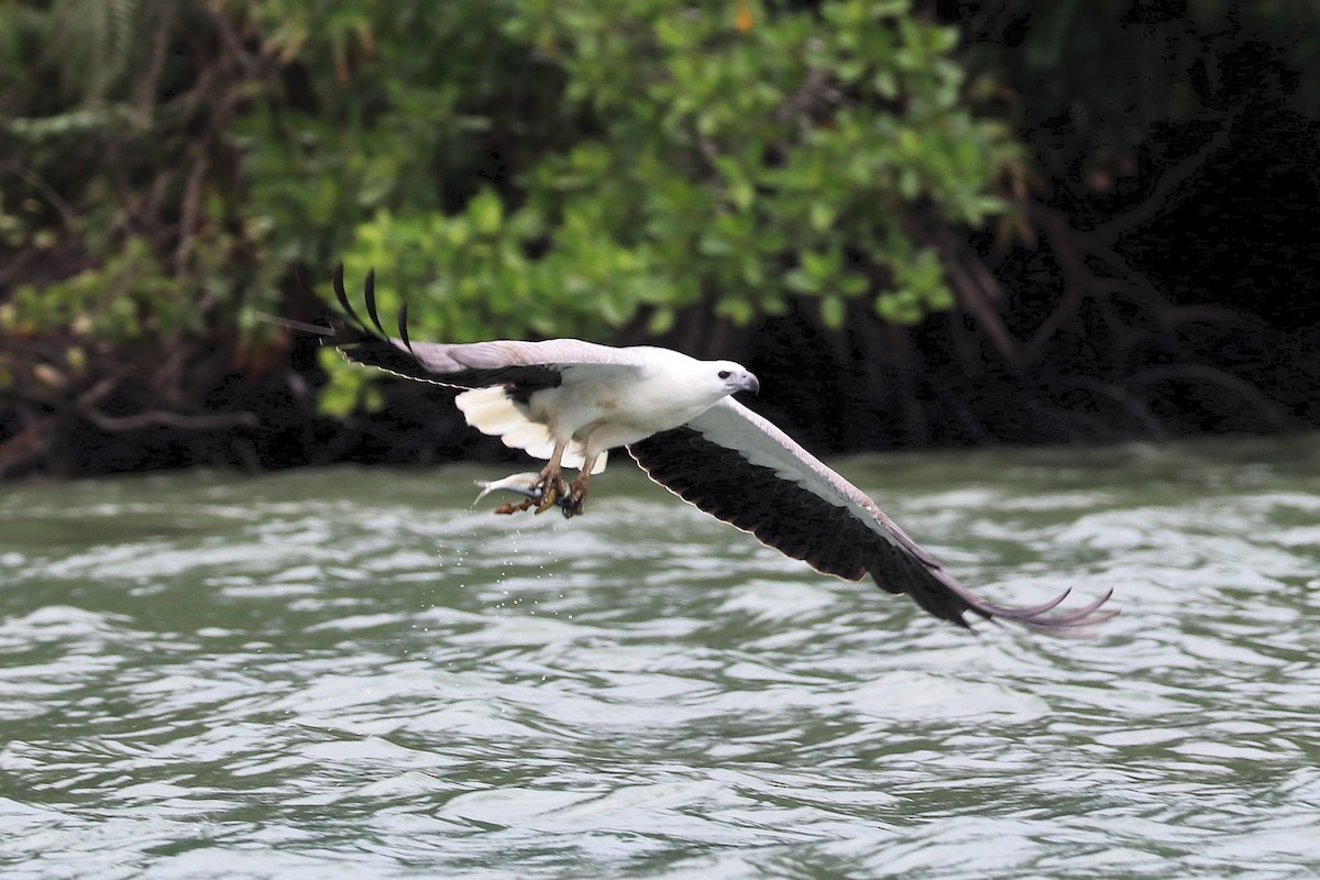 White-bellied Sea-Eagle - ML646684608