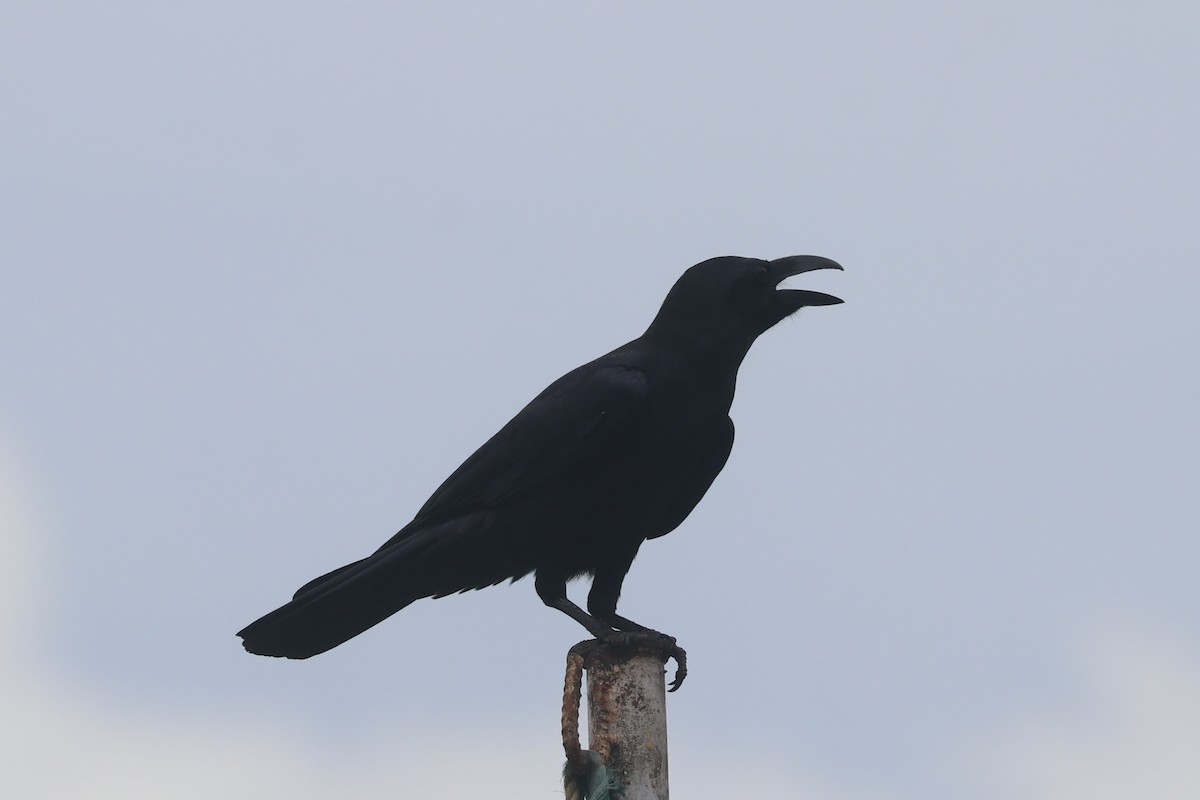 Large-billed Crow - ML646684609