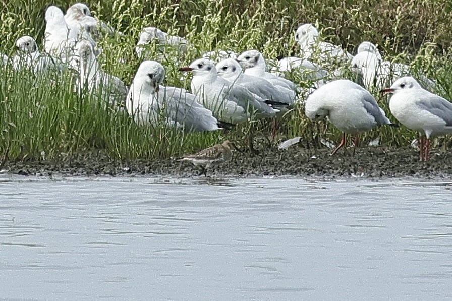 Dunlin - ML646684610