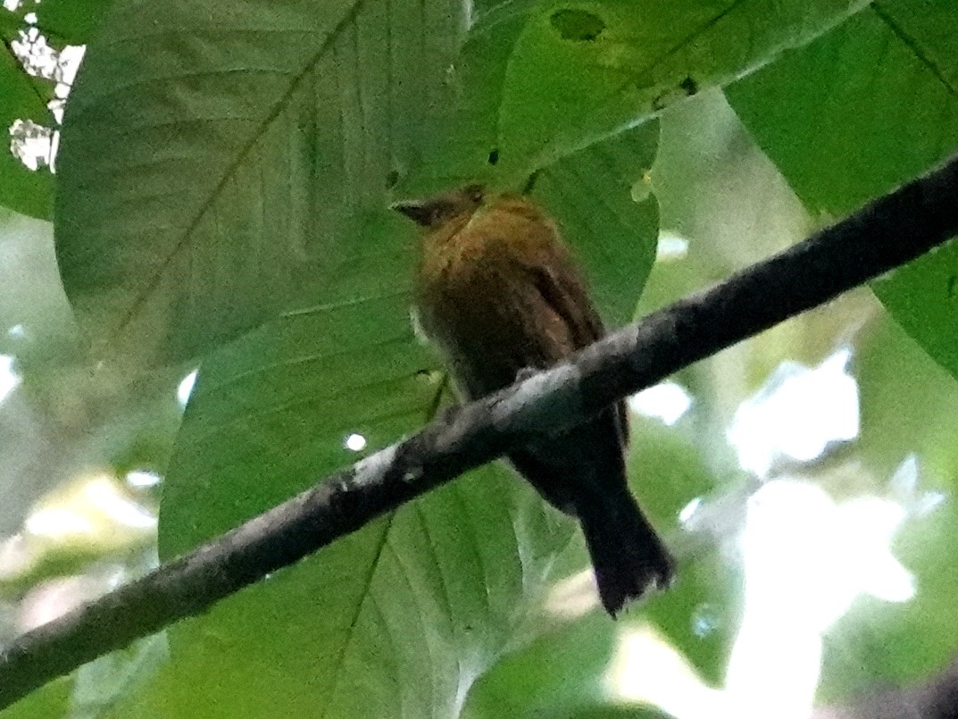 Sapayoa - ML646684611