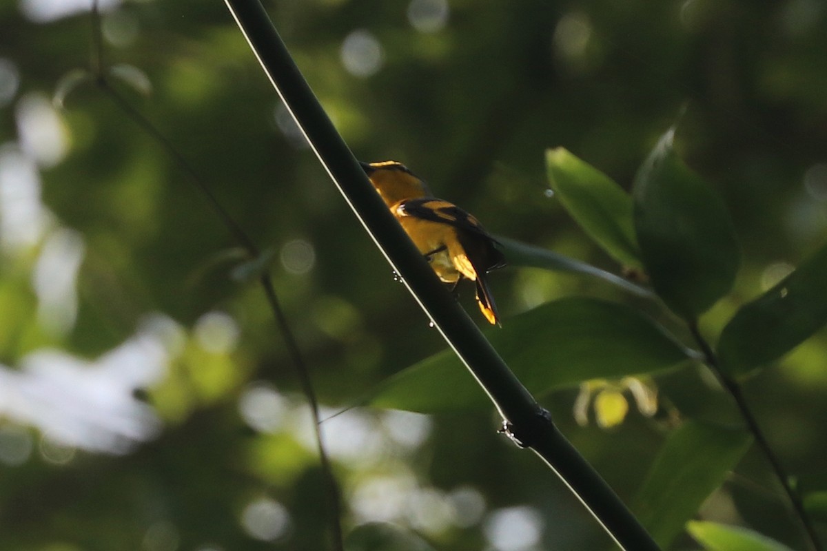 Scarlet Minivet - ML646684612