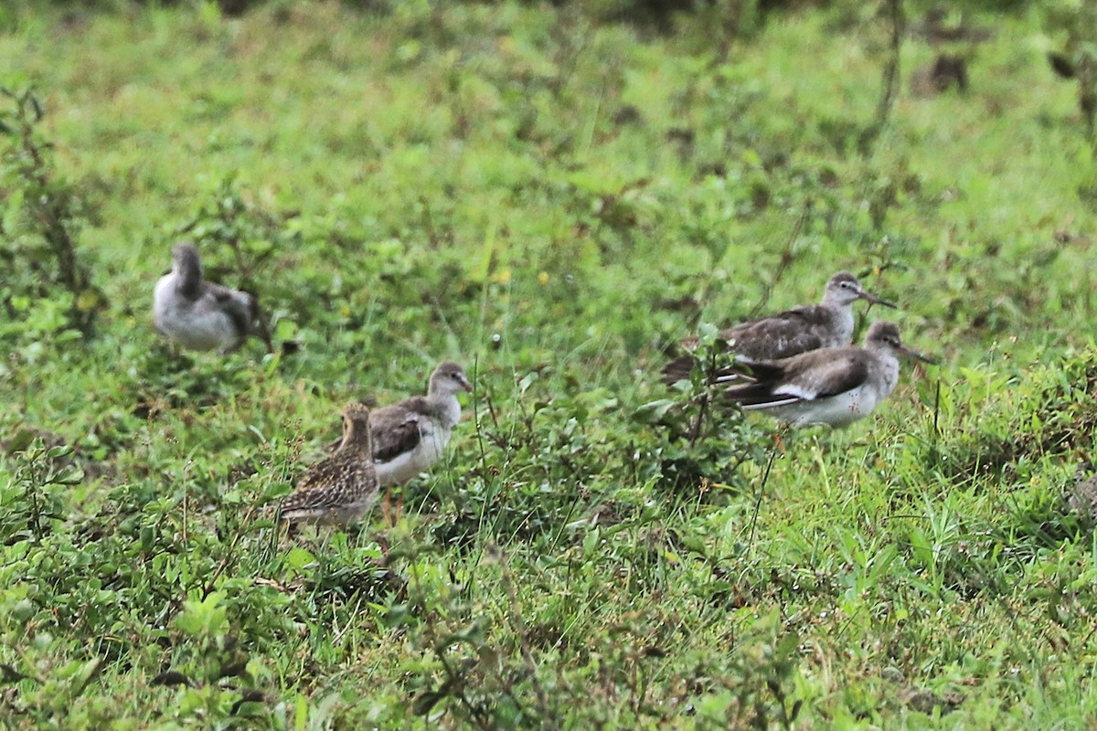 Tringa sp. - ML646684614