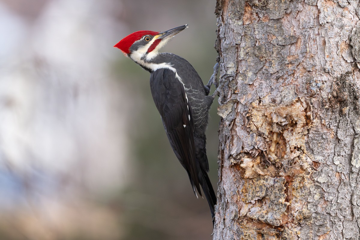 Pileated Woodpecker - ML646684616