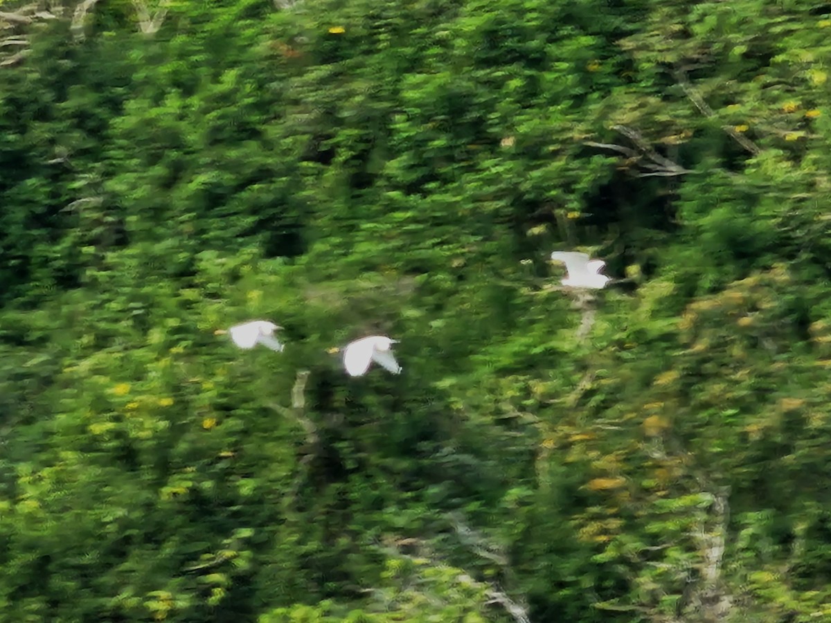 Little Egret - ML646684617