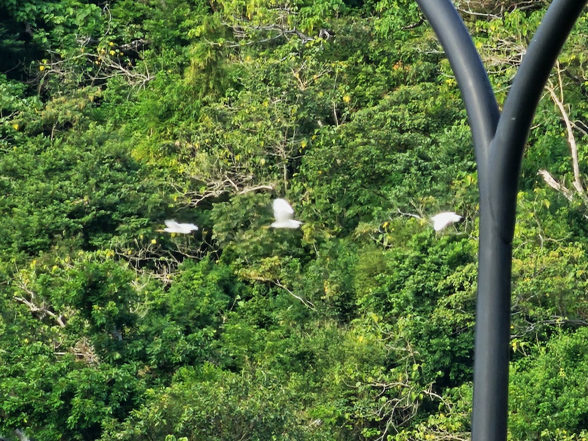 Little Egret - ML646684618