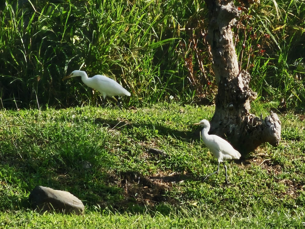 Eastern Cattle-Egret - ML646684619