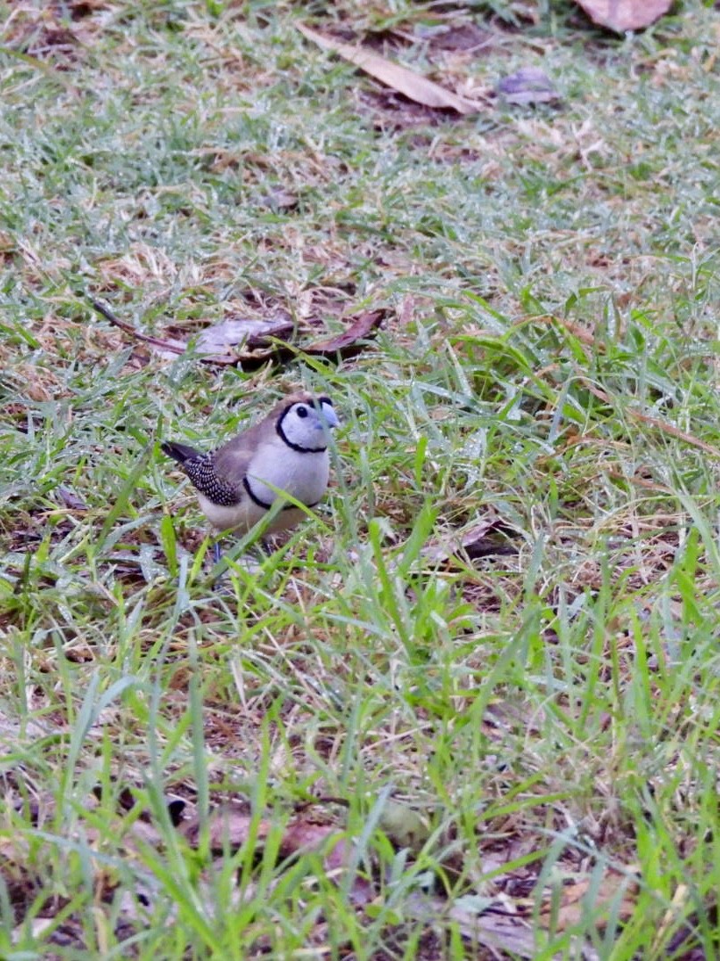 Double-barred Finch - ML646684620