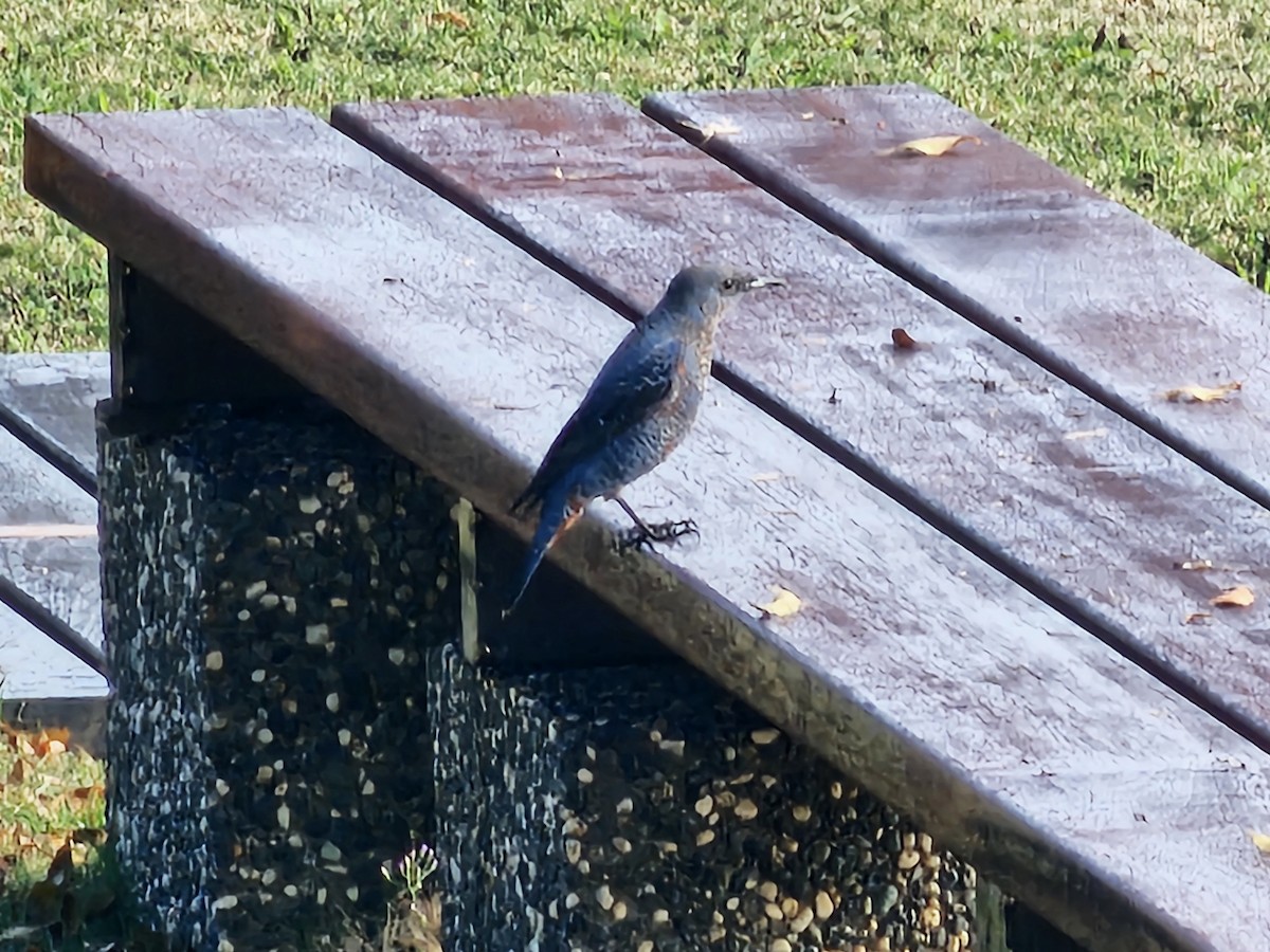 Blue Rock-Thrush - ML646684622