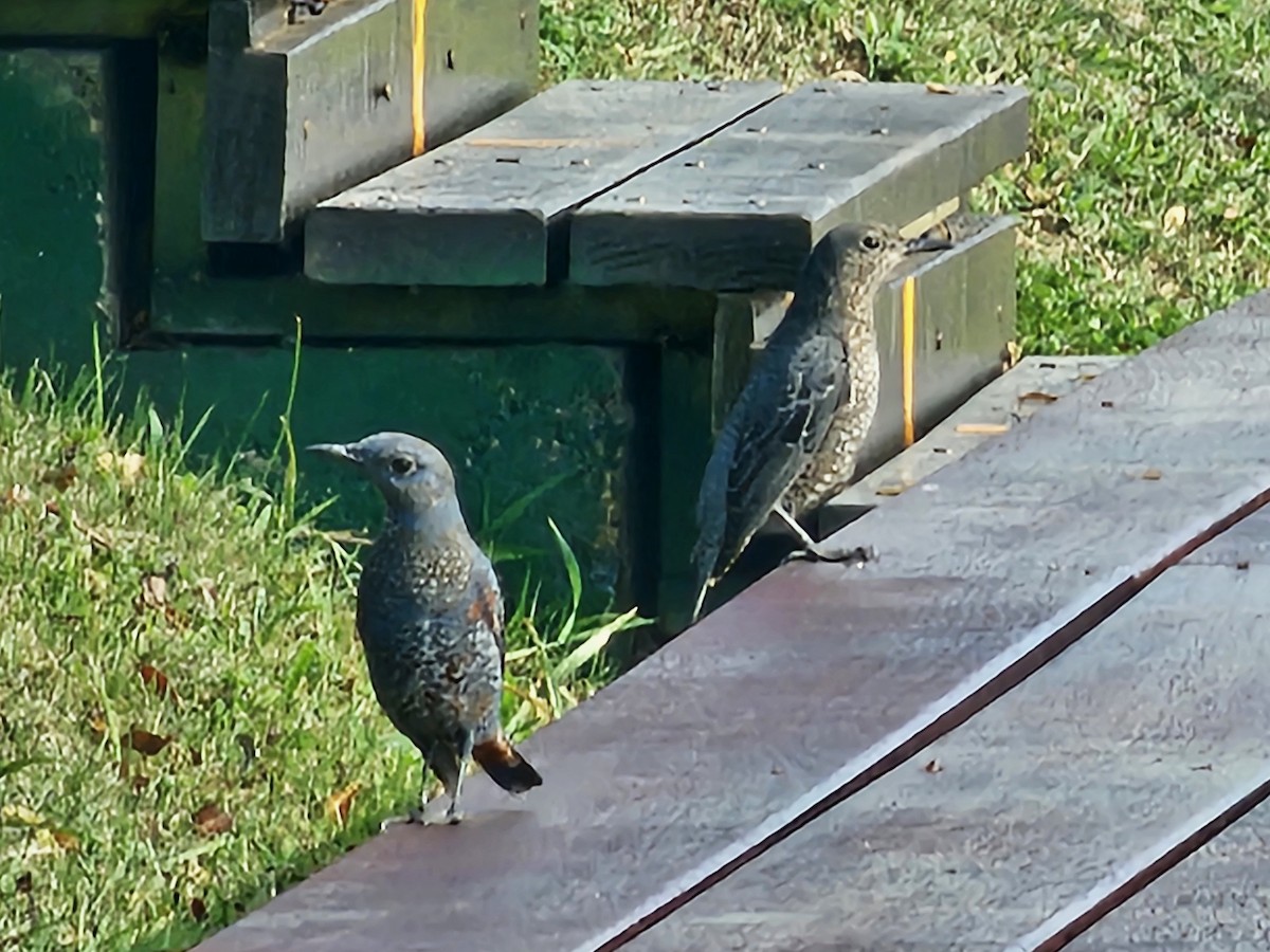 Blue Rock-Thrush - ML646684623