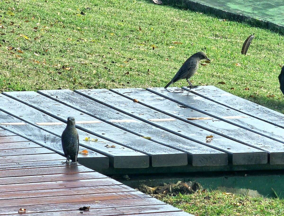 Blue Rock-Thrush - ML646684624