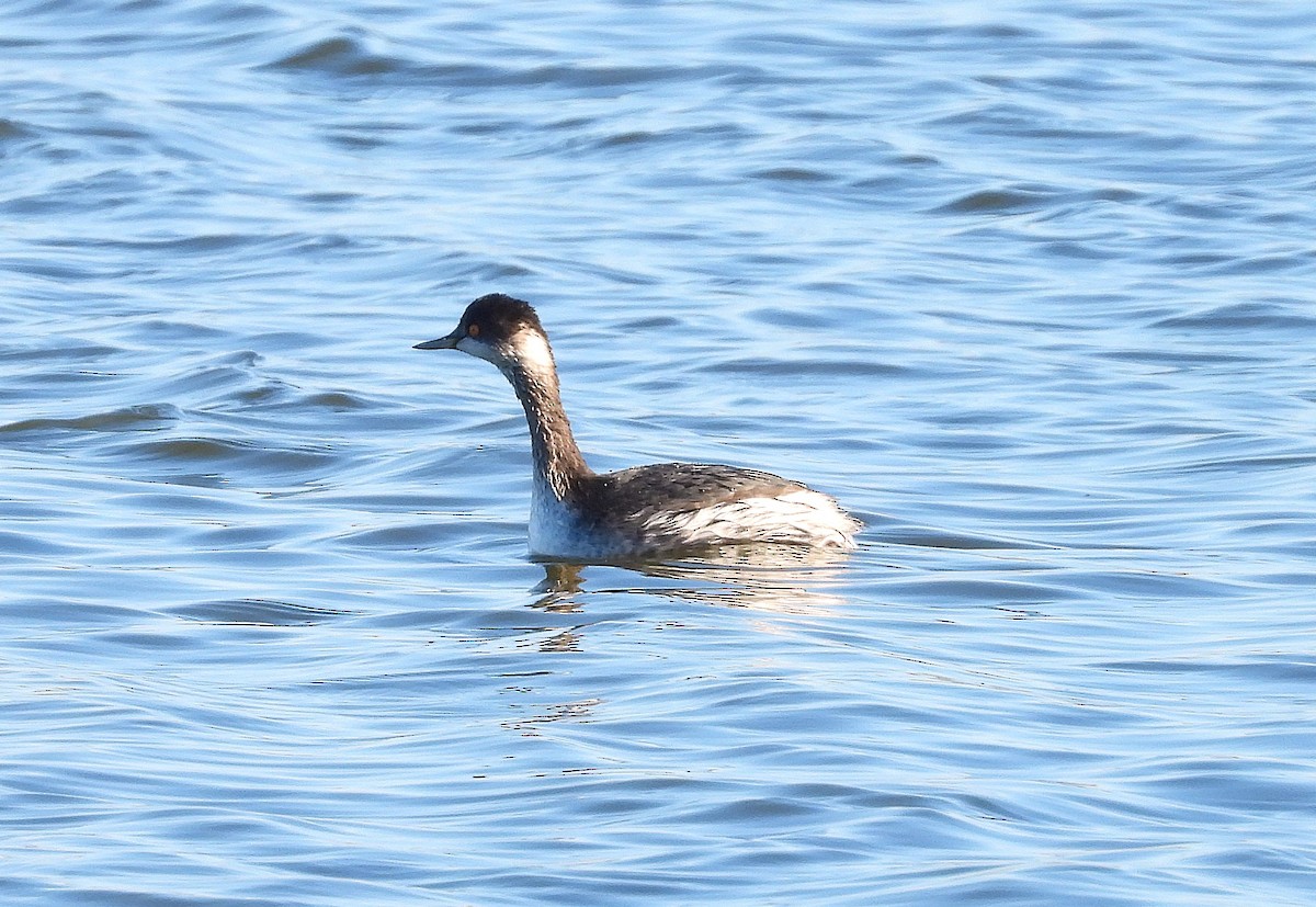 Eared Grebe - ML646684625