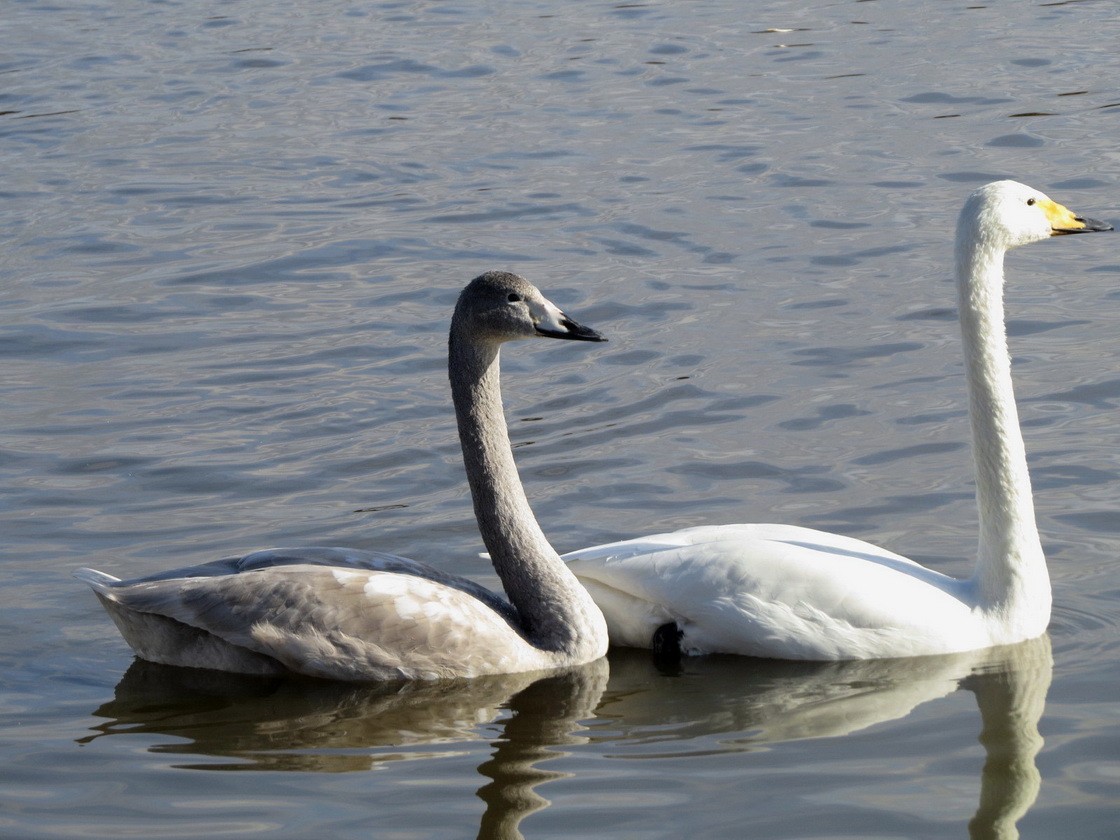 Whooper Swan - ML646684629