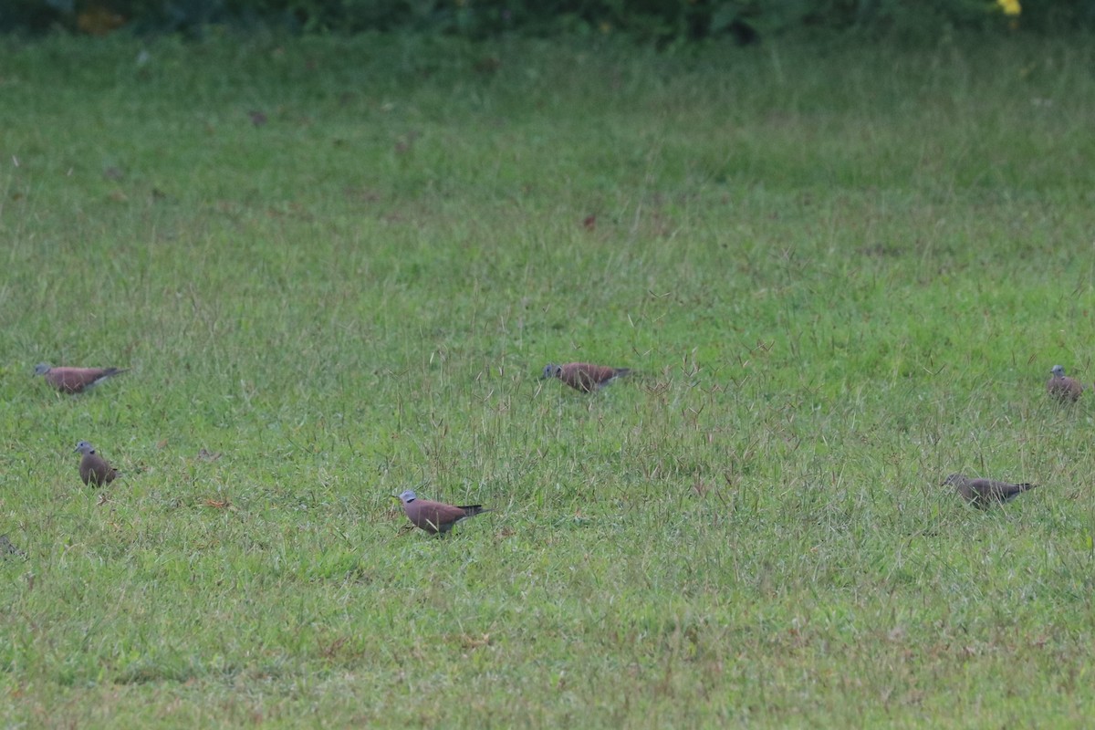 Red Collared-Dove - ML646684630