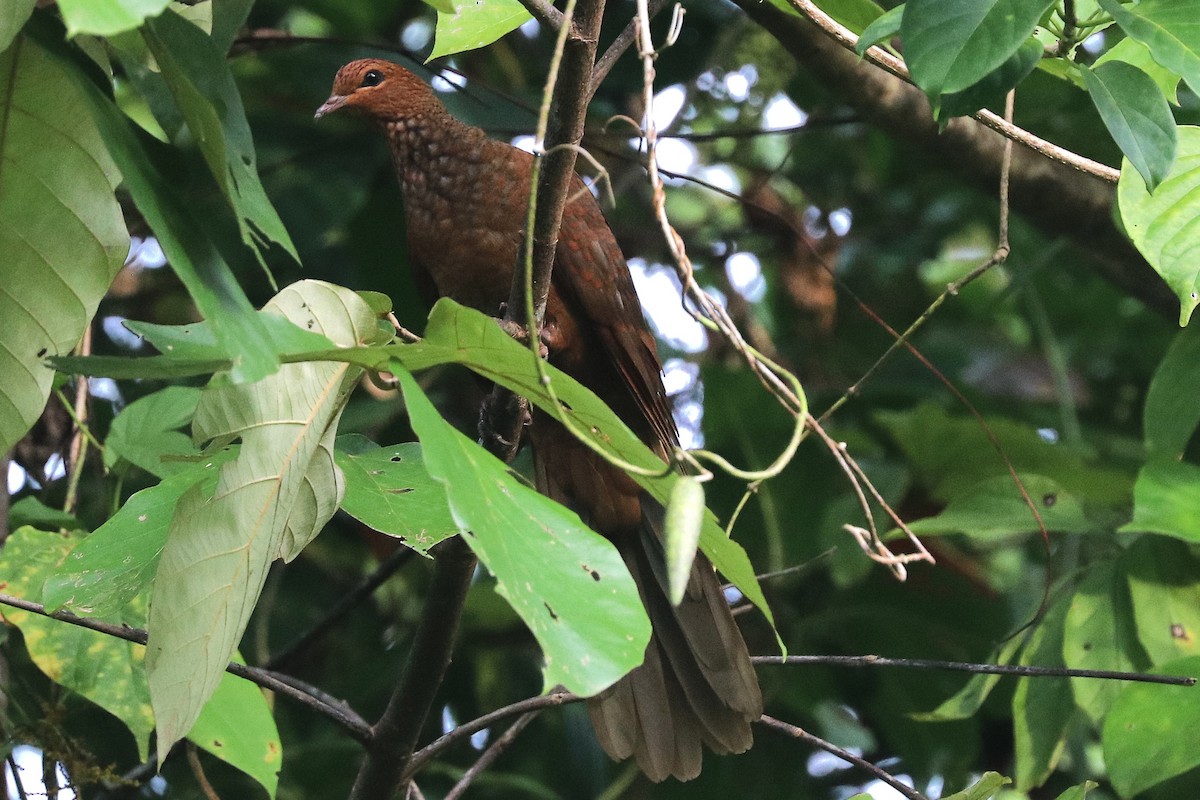 Andaman Cuckoo-Dove - ML646684631