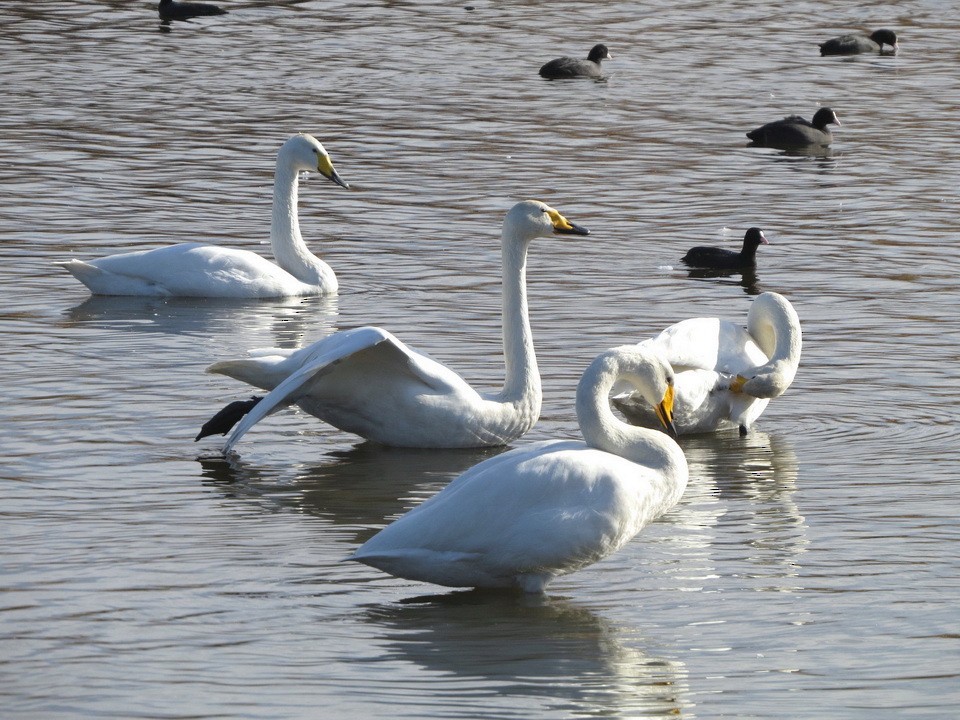 Whooper Swan - ML646684632