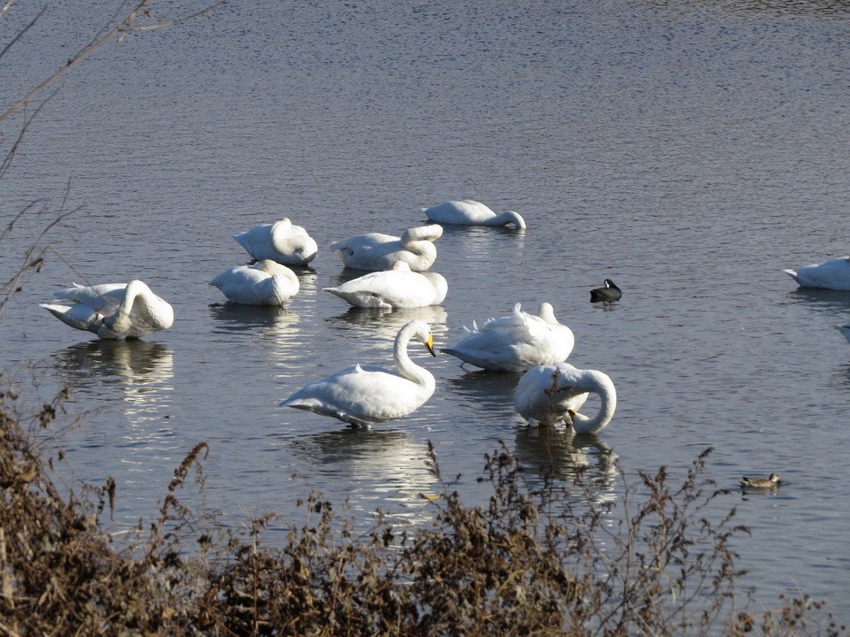 Whooper Swan - ML646684633