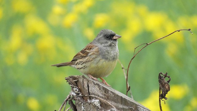 Black-faced Bunting - ML646684634