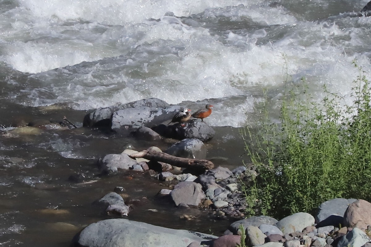 Torrent Duck - ML646684635