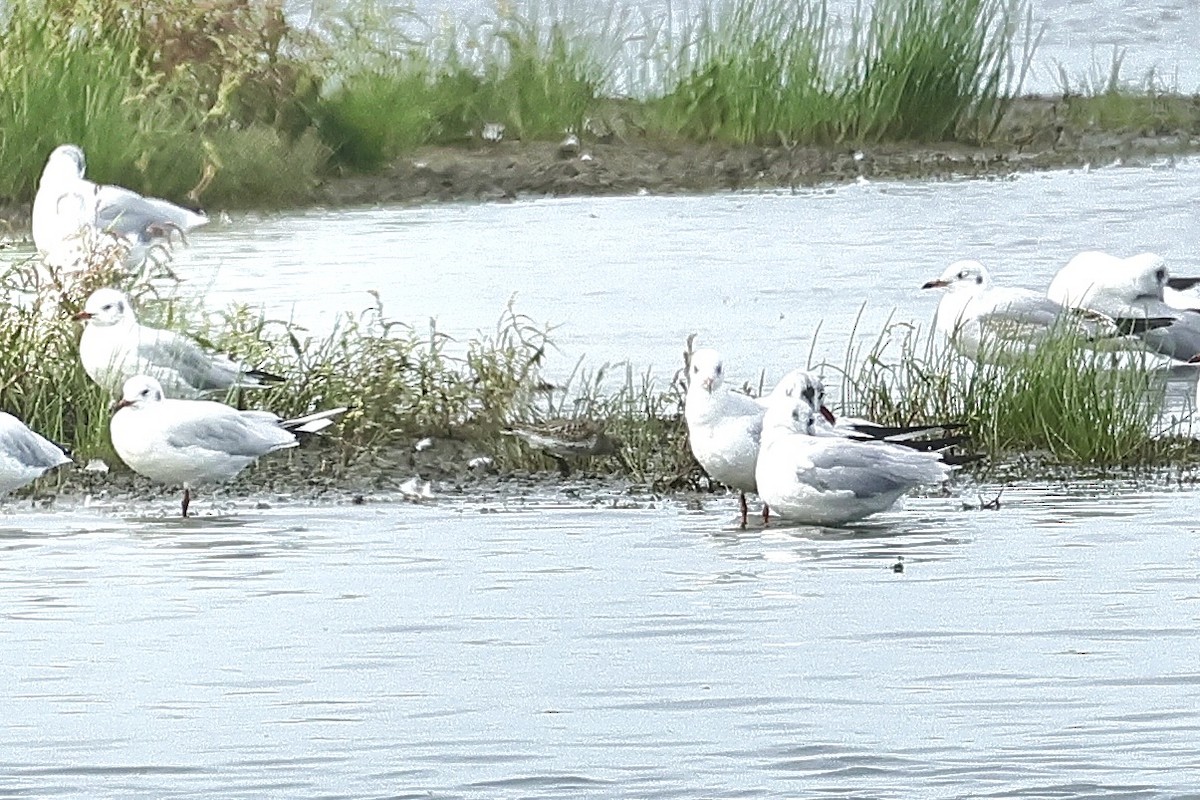 Dunlin - ML646684636