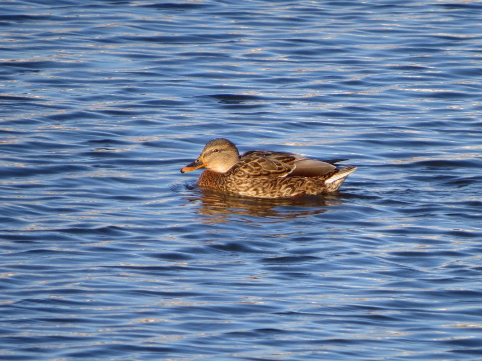 Mallard - ML646684637