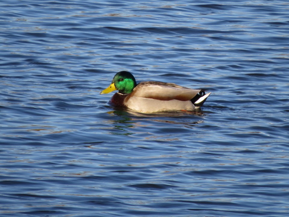 Mallard - ML646684639
