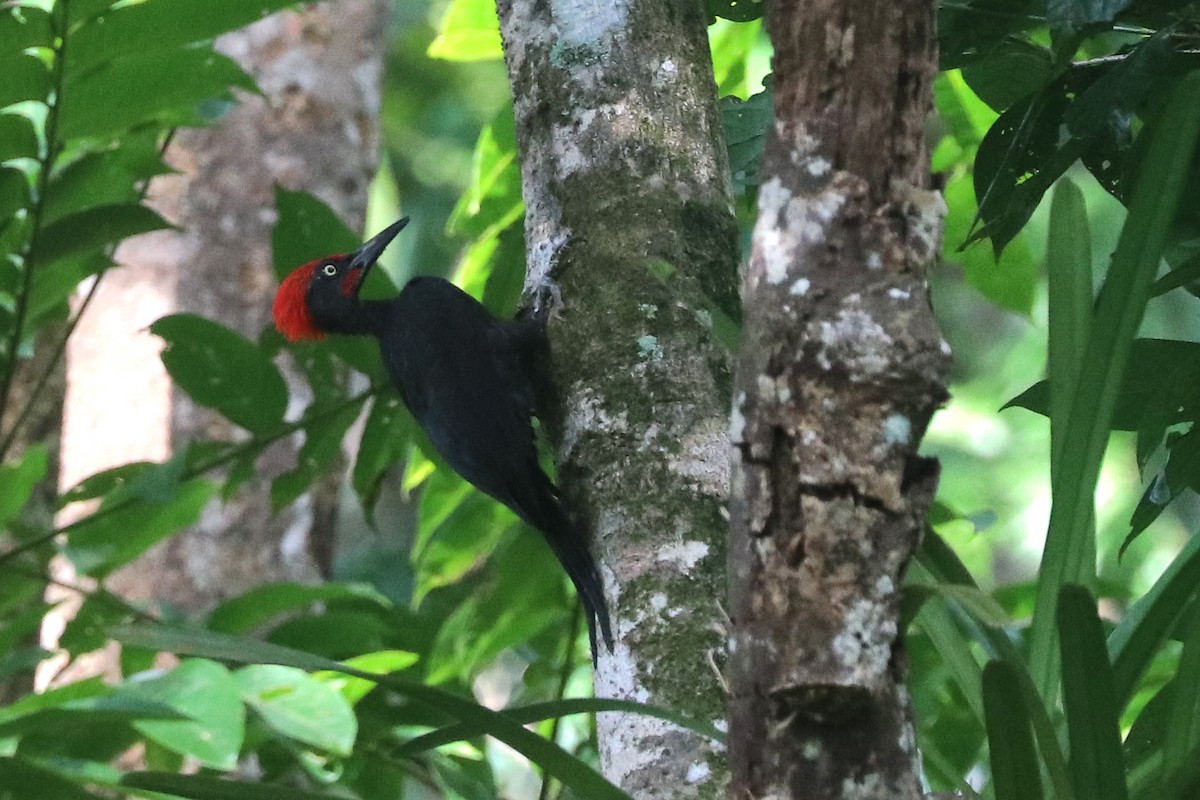 Andaman Woodpecker - ML646684640
