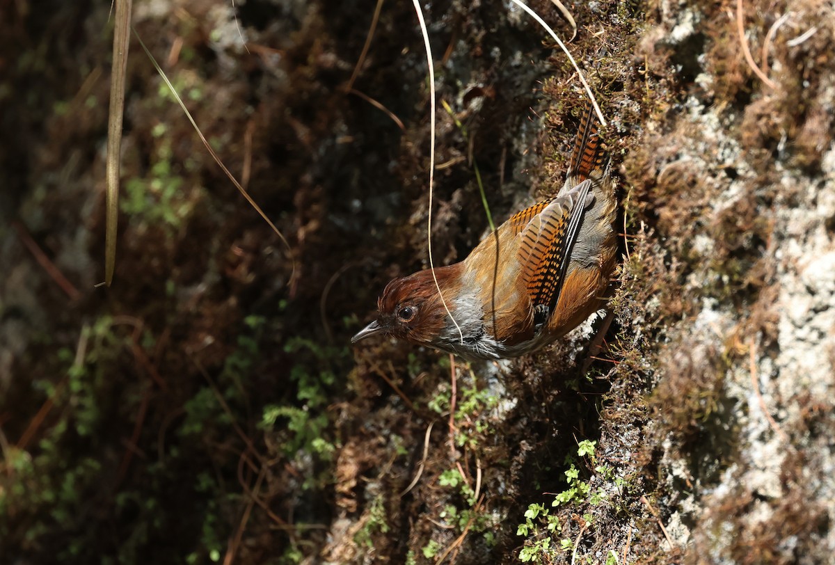 Тайваньский пестрокрыл - ML646684642