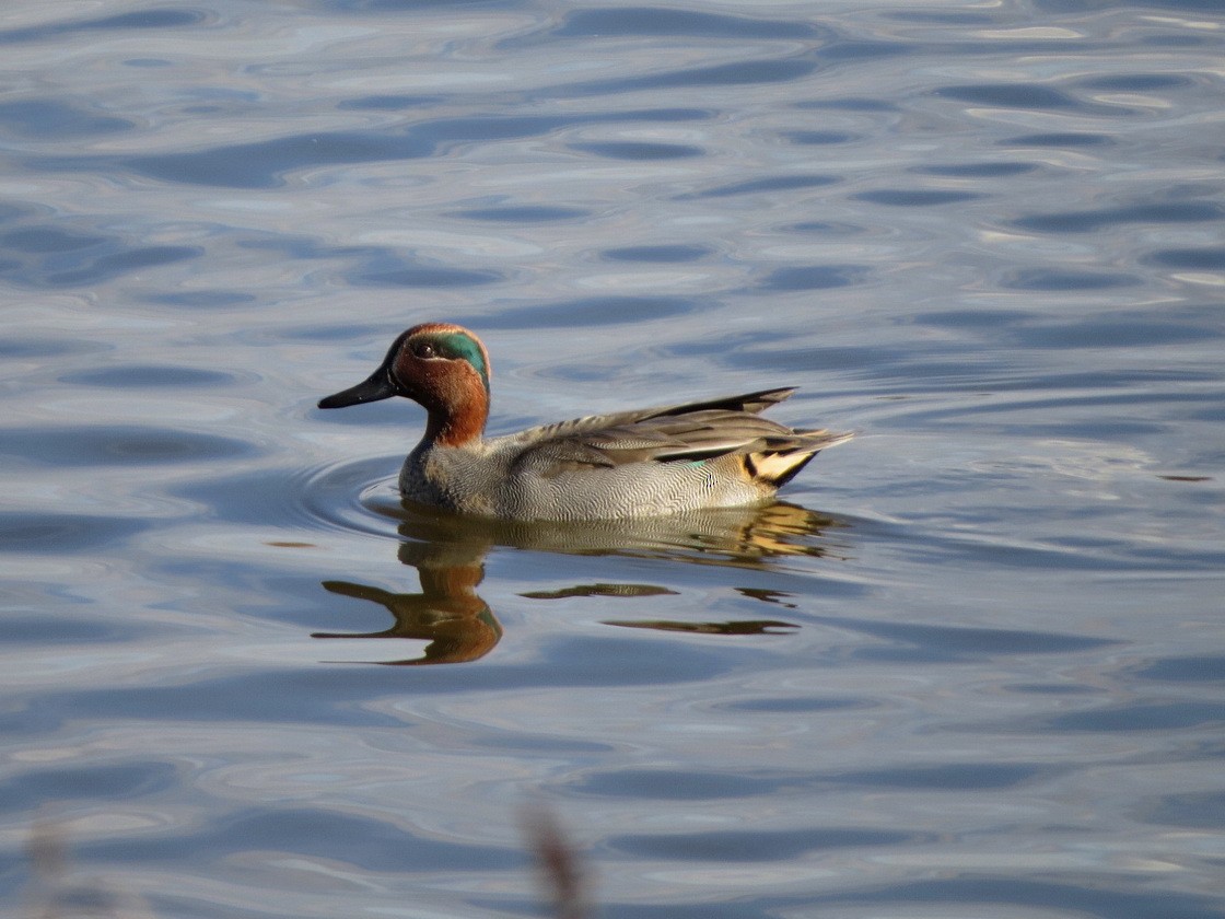 Green-winged Teal - ML646684643