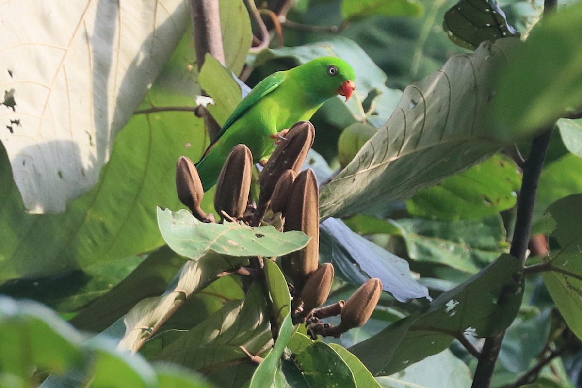 Vernal Hanging-Parrot - ML646684647