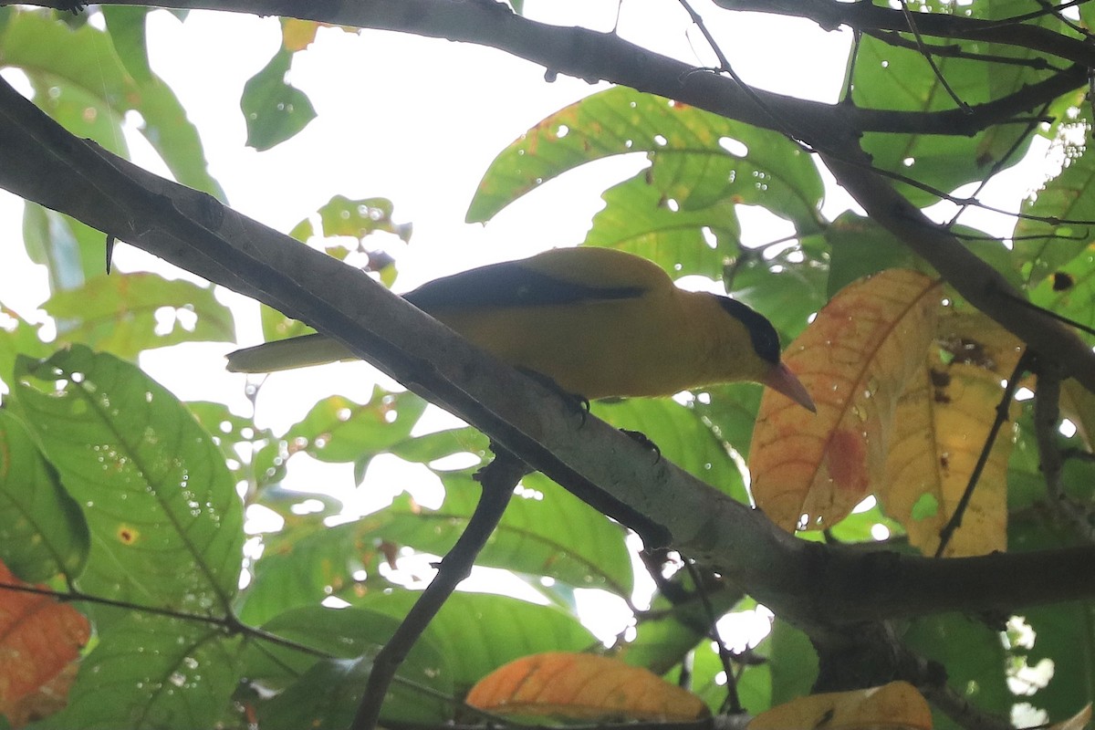 Black-naped Oriole - ML646684651