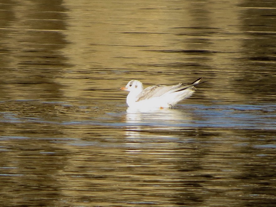 Black-headed Gull - ML646684652