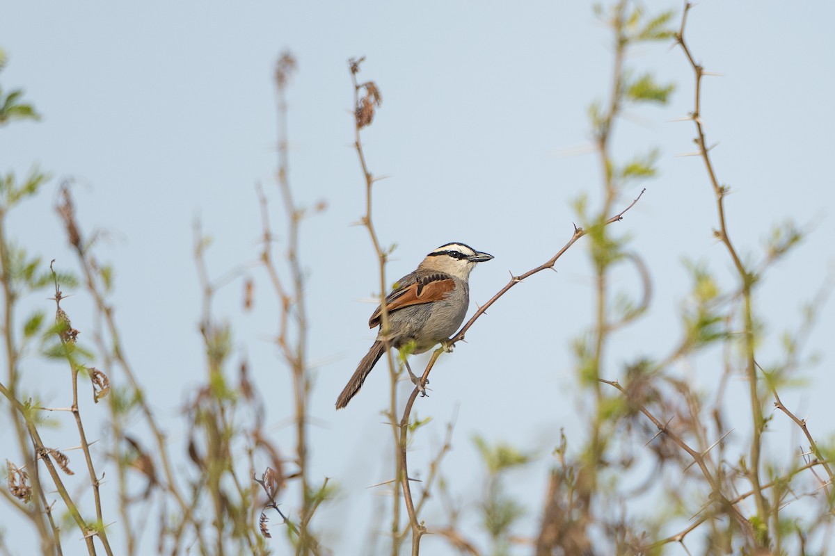 svartkronesjagra (cucullatus) - ML646684655