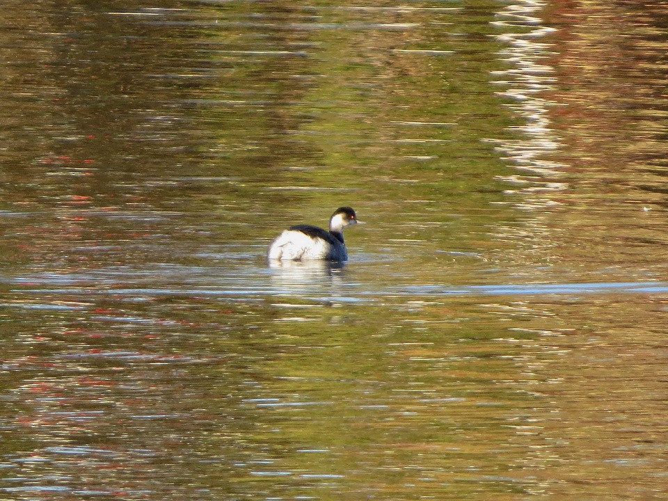 Grèbe à cou noir - ML646684656