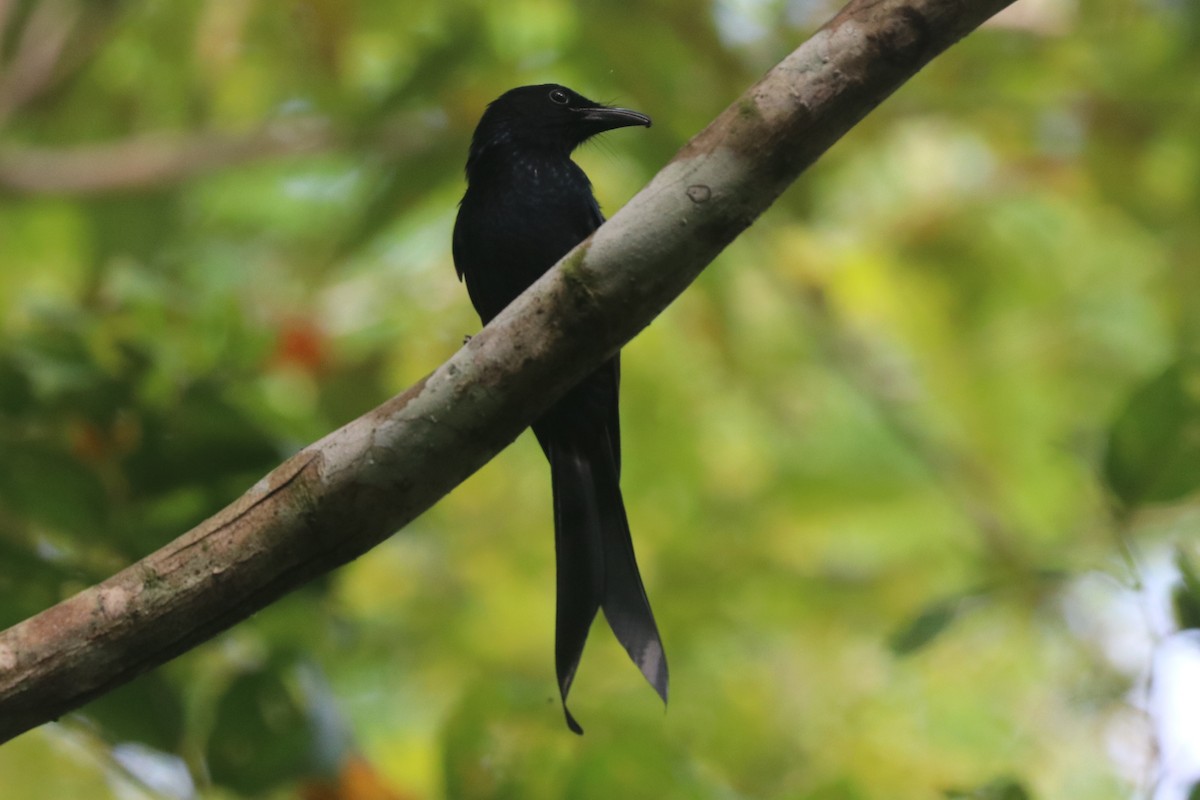 Andaman Drongo - ML646684657