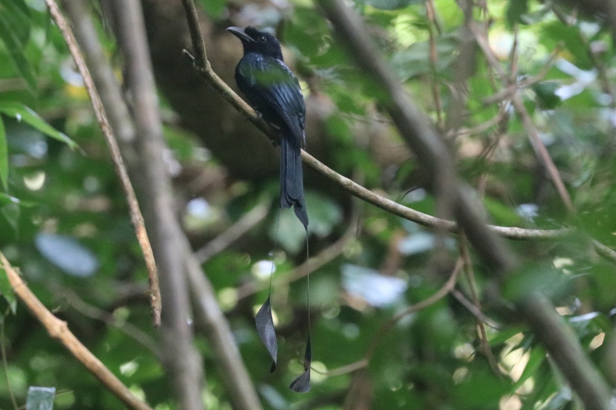 Greater Racket-tailed Drongo - ML646684659