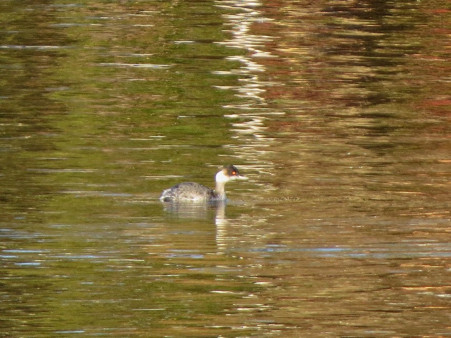 Grèbe à cou noir - ML646684660