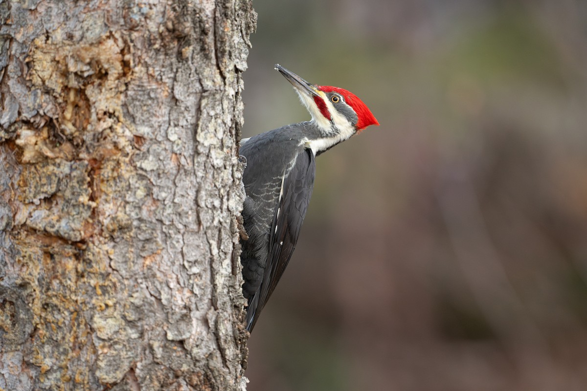 Helmspecht - ML646684661