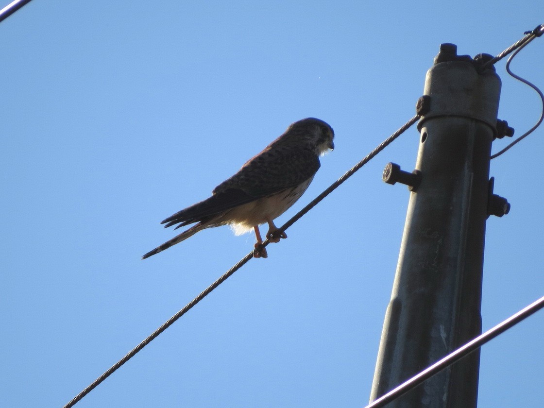 Eurasian Kestrel - ML646684662