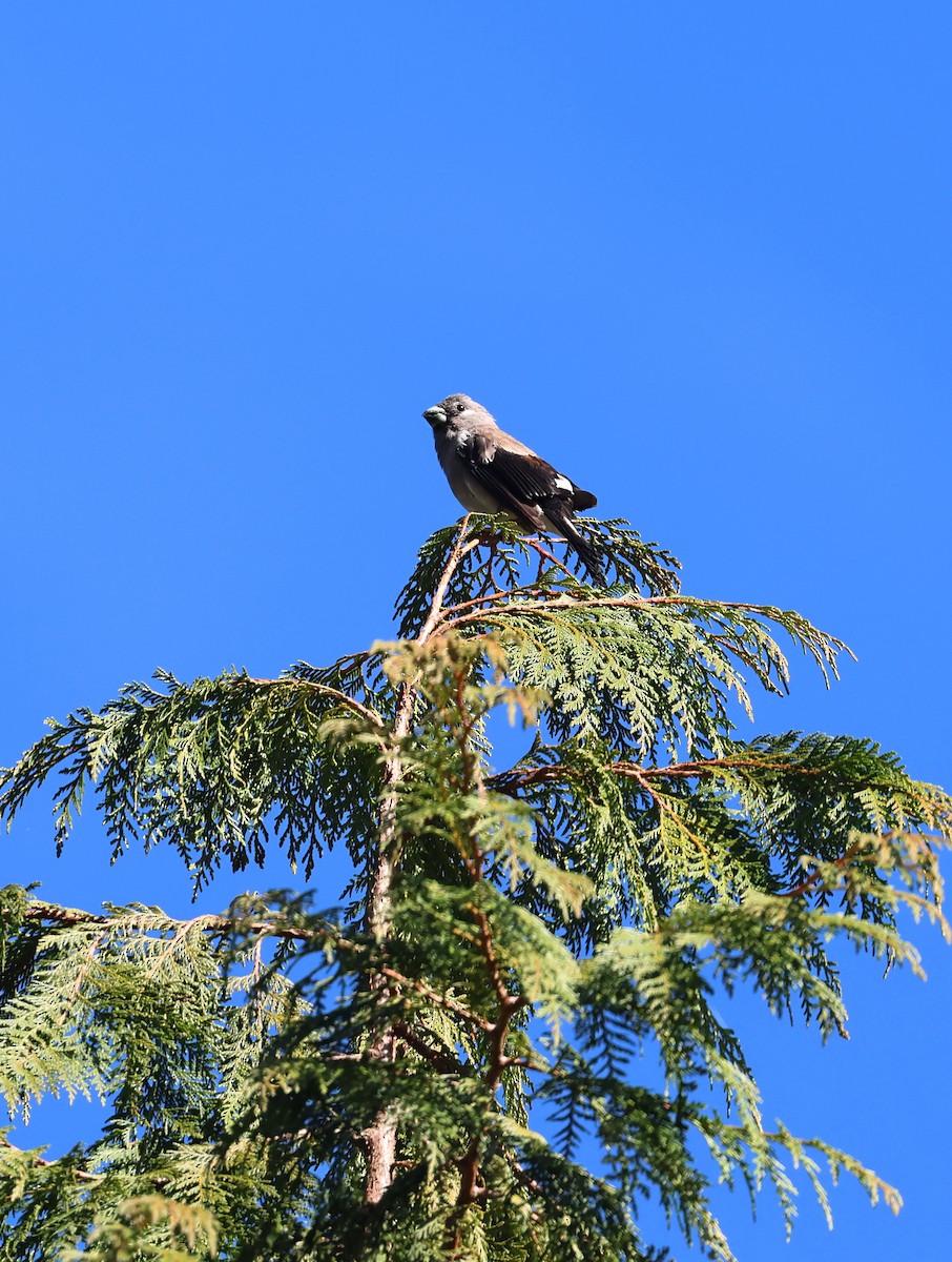 Бурый снегирь - ML646684663