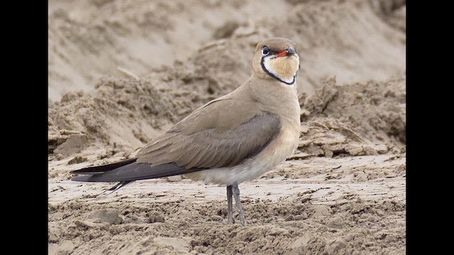 Дерихвіст забайкальський - ML646684665