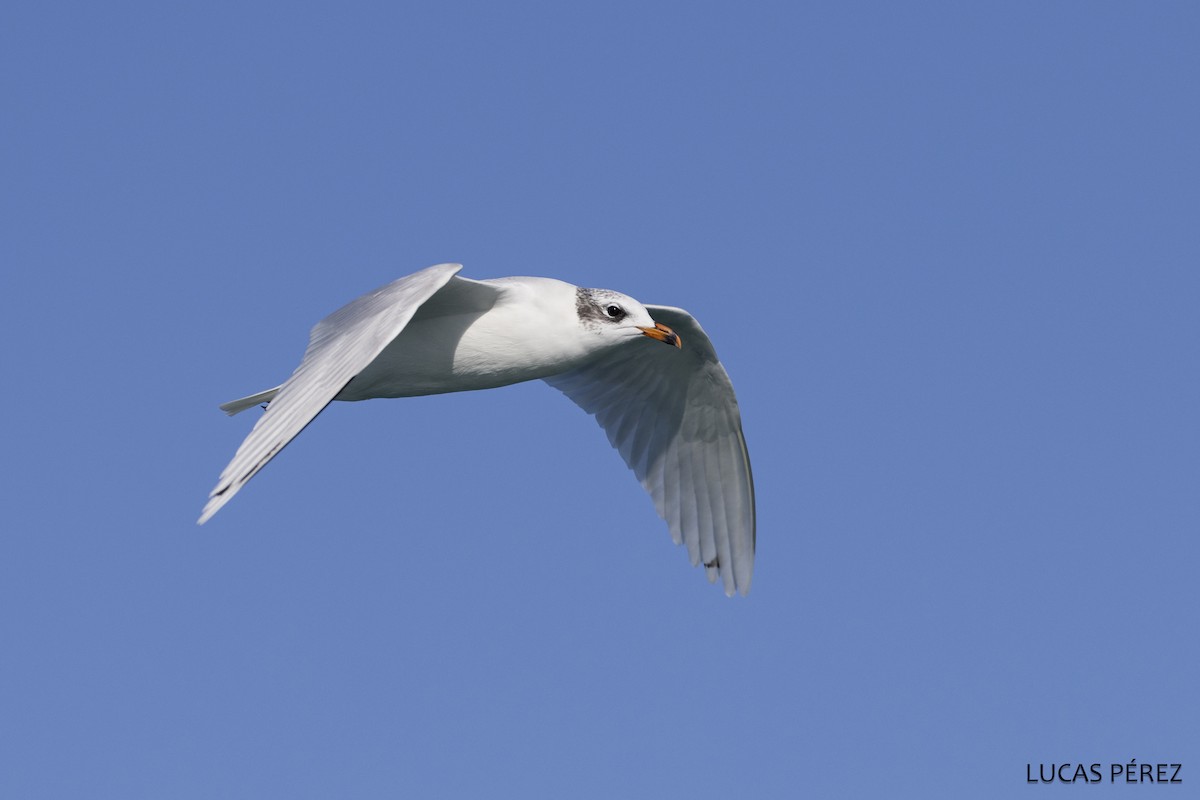 שחף שחור-ראש - ML646684666