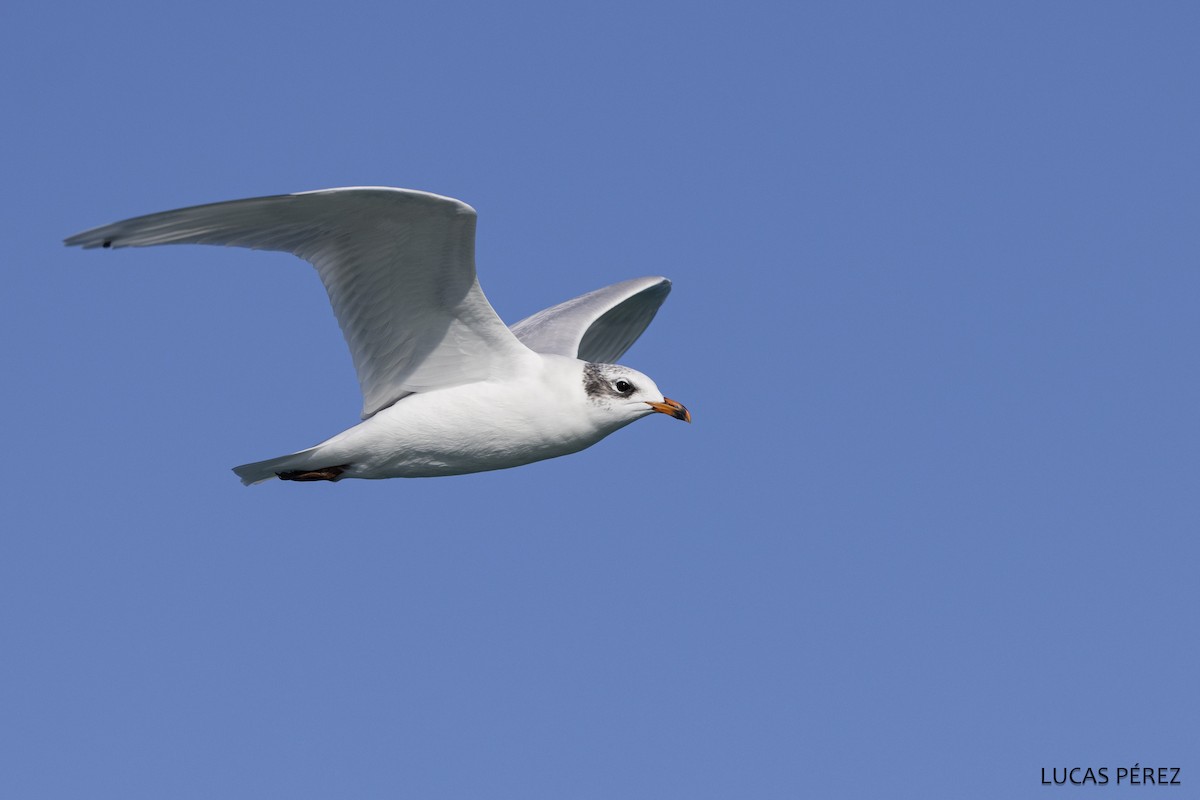 שחף שחור-ראש - ML646684667