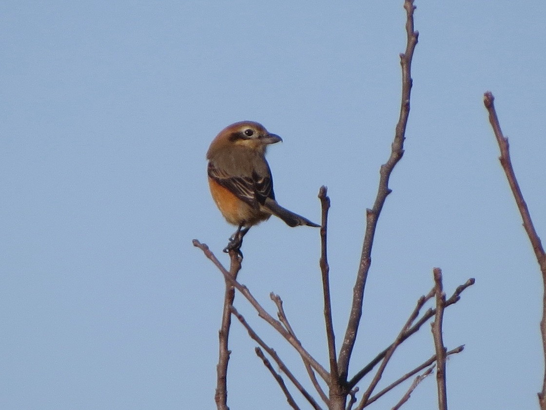 Bull-headed Shrike - ML646684668