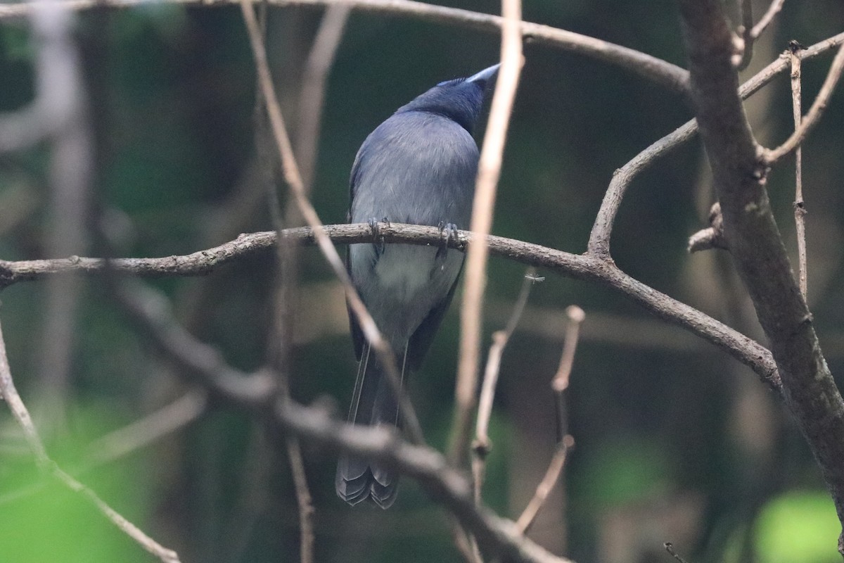 Black-naped Monarch - ML646684669