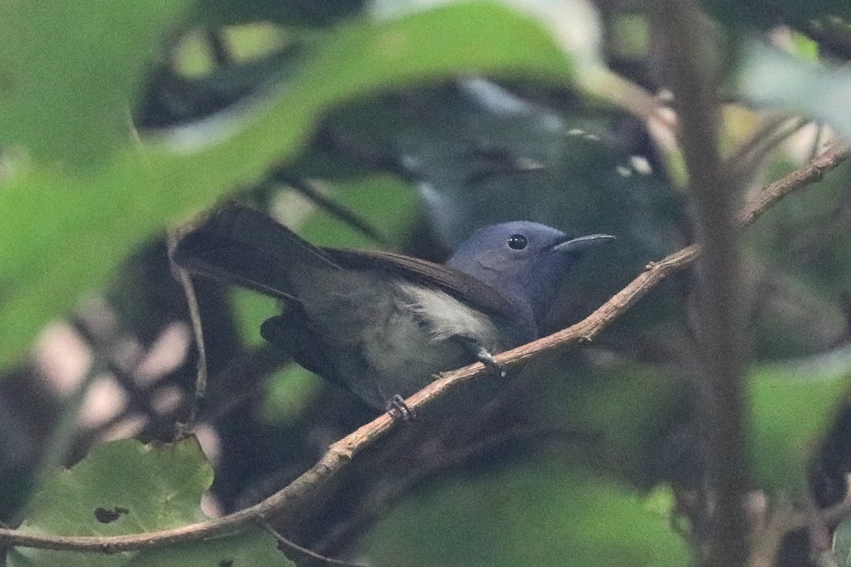 Black-naped Monarch - ML646684670