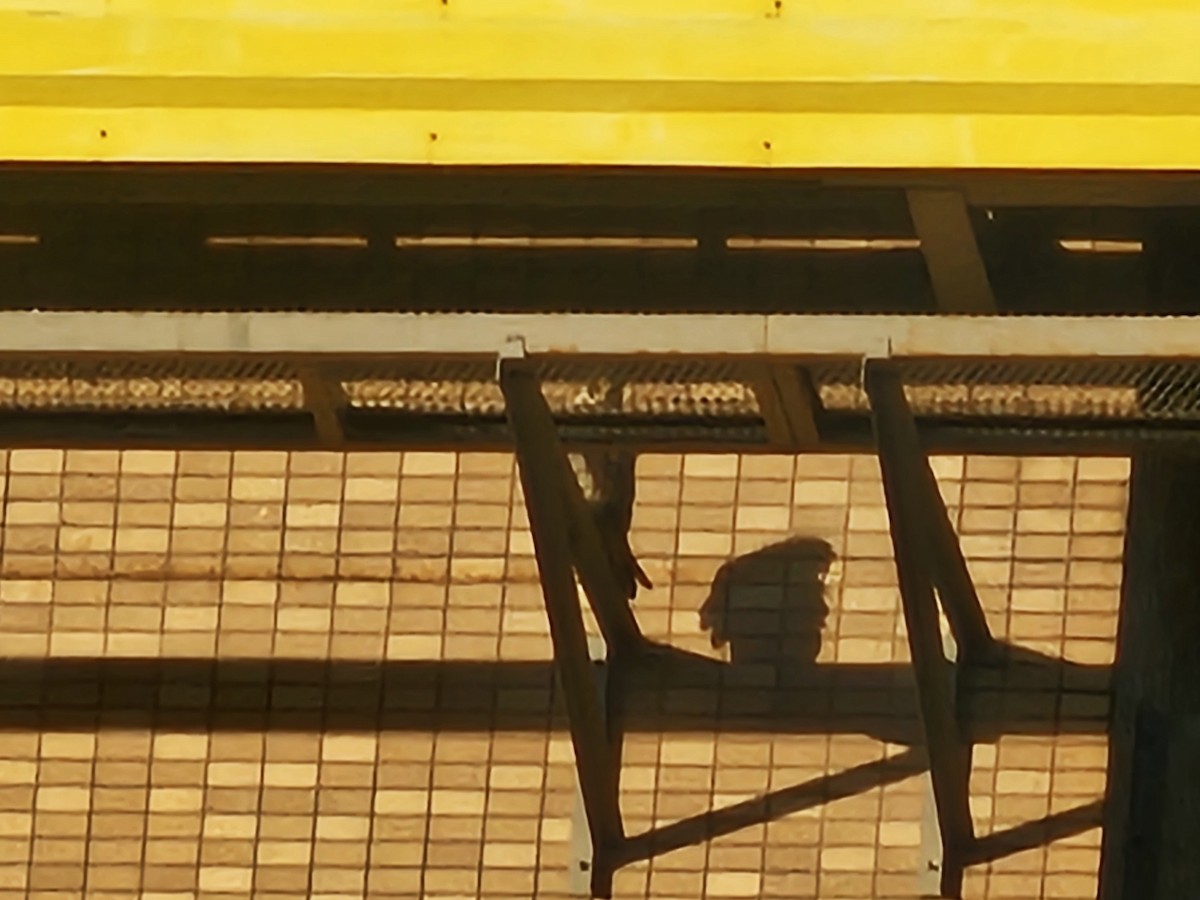 Peregrine Falcon - ML646684671