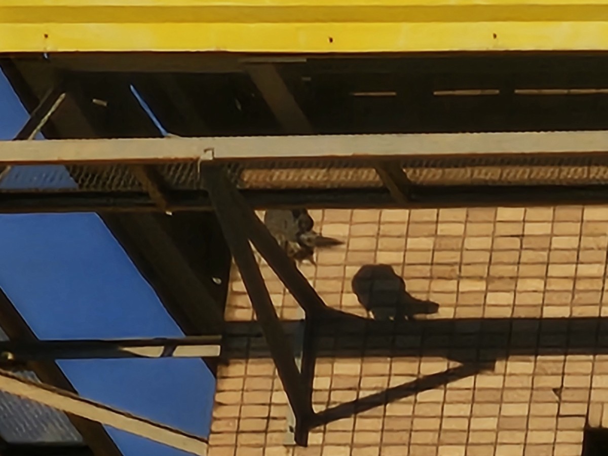 Peregrine Falcon - ML646684672