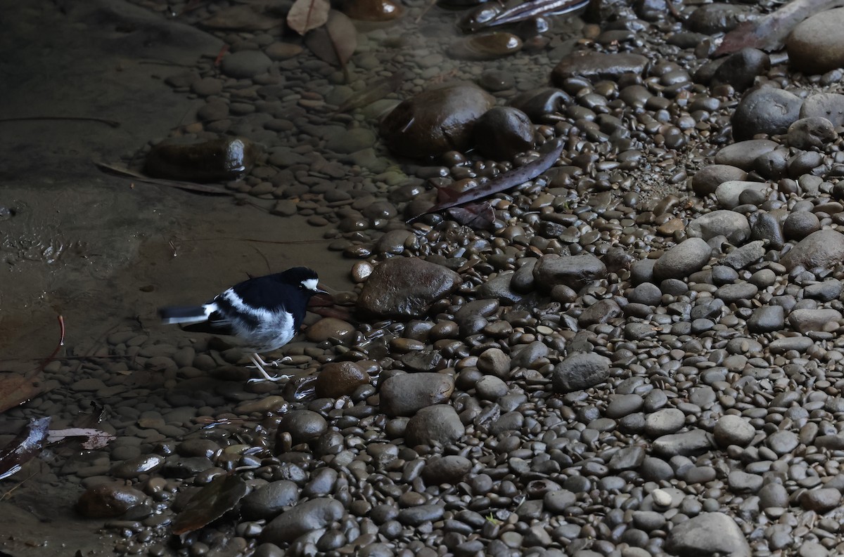 Little Forktail - ML646684673